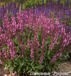 Шалфей дубравный "New Dimension Rose"