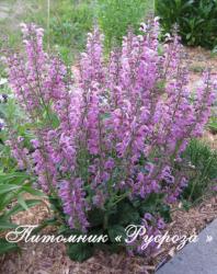 Шалфей луговой "Rose Rhapsody" (Salvia pratensis)