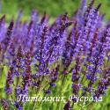 Шалфей дубравный "Mainacht" (Salvia nemorosa)