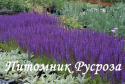 Шалфей дубравный "Mainacht" (Salvia nemorosa)