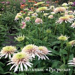 Эхинацея "Cherry Fluff" (Echinacea purpurea)