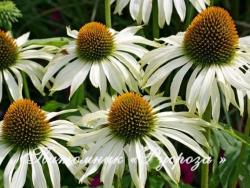 Эхинацея "Baby Swan White" (Echinacea purpurea)