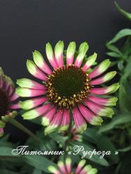 Эхинацея "Choco Green" (Echinacea purpurea)