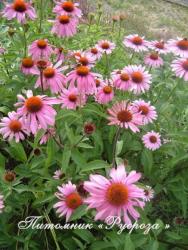 Эхинацея "Baby Swan Pink" (Echinacea purpurea)