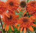 Эхинацея "Carrot Cake"