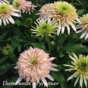 Эхинацея "Cherry Fluff" (Echinacea purpurea)