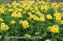 Эхинацея пурпурная "Eccentric Yellow" (Echinacea purpurea)