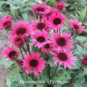 Эхинацея пурпурная "Fatal Attraction" (Echinacea purpurea)