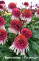 Эхинацея "Strawberry and Cream" (Echinacea purpurea)