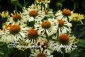 Эхинацея "Ferris Wheel" (Echinacea purpurea)