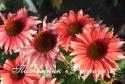 Эхинацея "Playful Meadow Mama"(Echinacea purpurea)