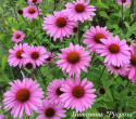 Эхинацея "Primadonna Rose"