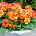 Примула "Belarina Nectarine" (Primula)