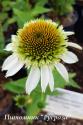 Эхинацея пурпурная "White Double Delight" (Echinacea purpurea)