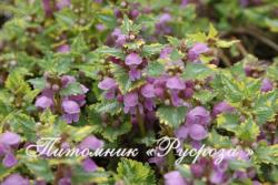 Яснотка крапчатая "Anne Greenaway" (Lamium maculatum)