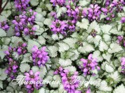 Яснотка крапчатая "Orchid Frost" (Lamium maculatum)