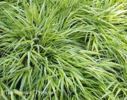 Осока Морроу Aureovariegata (Carex morrowii)