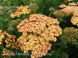 Тысячелистник обыкновенный "Tricolor" (Achillea millefolium)