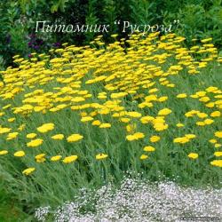 Тысячелистник таволговый "Moonshine" (Achillea filipendulina)