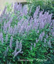 Лофант "Blue Fortune" (Agastache hybrida)