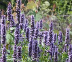 Лофант "Black Adder" (Agastache hybrida)