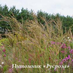 Андропогон Жерарда "Prarie Sommer" (Andropogon)