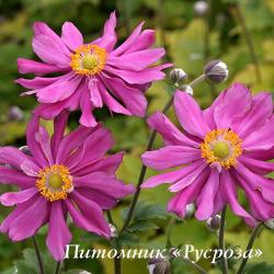 Анемона "Prinz Heinrich" (Anemone)