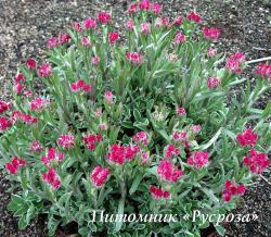 Кошачья лапка "Rubra" (Antennaria dioica)