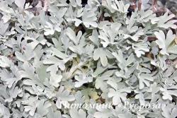 Полынь Стеллера "Silver Brocade" (Artemisia stelleriana)