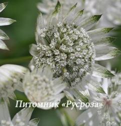 Астранция крупная "Superstar" (Astrantia major)