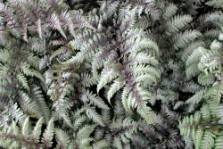 Кочедыжник мужской "Silver Falls" (Athyrium filix-mas)