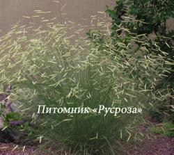 Бутелуа изящная (Bouteloua gracilis)