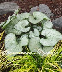 Бруннера крупнолистная "Silver Heart" (Brunnera macrophylla)