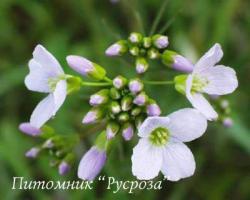 Сердечник луговой (Cardamine pratensis)