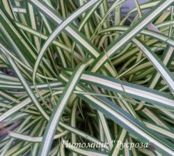 Осока птиценожковая Variegata (Carex ornithopoda)