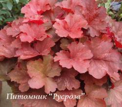 Гейхера "Cherry Cola" (Heuchera hybride)