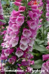 Наперстянка "Dalmation Rose" (Digitalis)