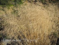 Луговик дернистый "Goldtau" (Deschampsia cespitosa)