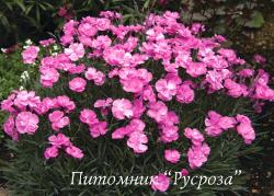 Гвоздика перистая "Dinetta Pink" (Dianthus plumarius)