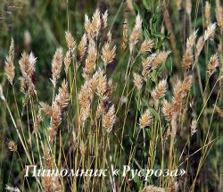 Душистоколосник обыкновенный (Anthoxanthum odoratum)