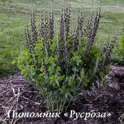 Баптизия "Dutch Chocolate" (Baptisia)