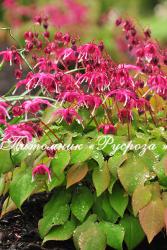 Горянка крупноцветковая "Red Beauty" (Epimedium Grandiflorum)