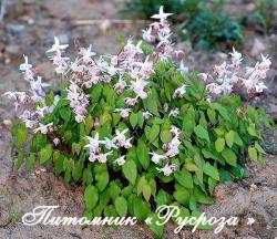 Горянка крупноцветковая "Akebono" (Epimedium  grandiflorum)