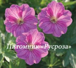 Герань "Blushing Turtle" (Geranium hybride)