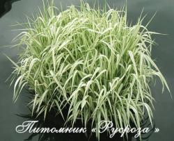 Манник большой "Variegata" (Glyceria maxima)