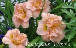 Лилейник "Siloam Double Classic" (Hemerocallis)