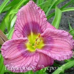 Лилейник "Siloam New Toy" (Hemerocallis)