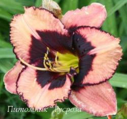 Лилейник "Swashbuckler Bay Boy" (Hemerocallis)