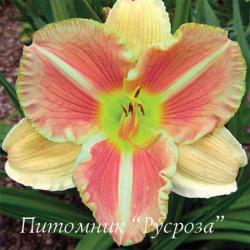 Лилейник "Veins of Truth" (Hemerocallis)