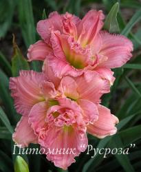 Лилейник "Siloam Olin Frazier" (Hemerocallis)